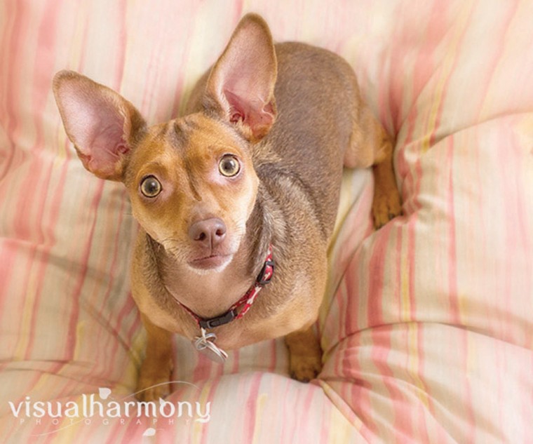 Someone to love: Chelsea